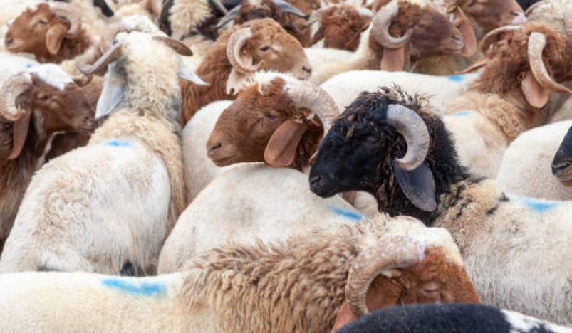 Qatar Launches Initiative for Local Production and Sacrificial Animals Eid Al Adha This Year